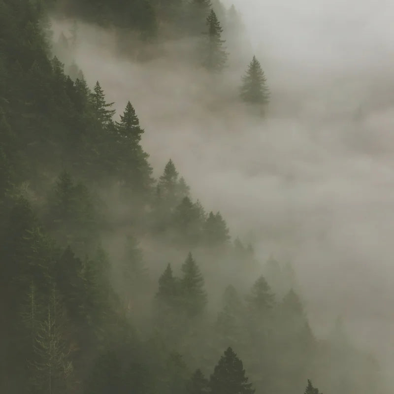 Framed Fine Art Prints For Elegant Homes - Framed Fine Art Prints